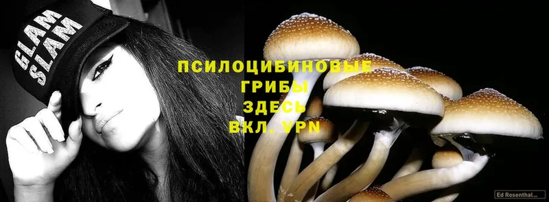 Галлюциногенные грибы Psilocybe  Пугачёв 